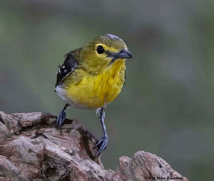 _B237438 yellow-throated vireo.jpg